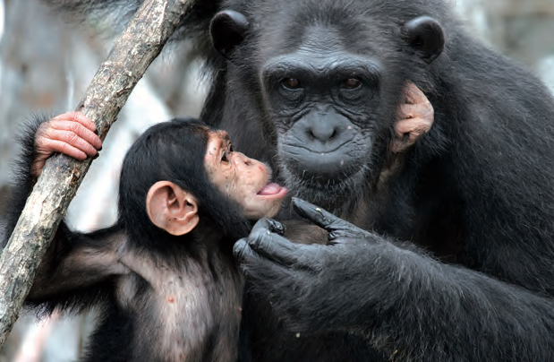 Gli animali provano sentimenti