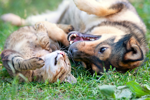 I diritti degli animali