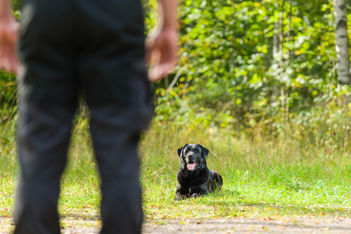 Il cane non ubbidisce