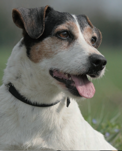 Jack Russell