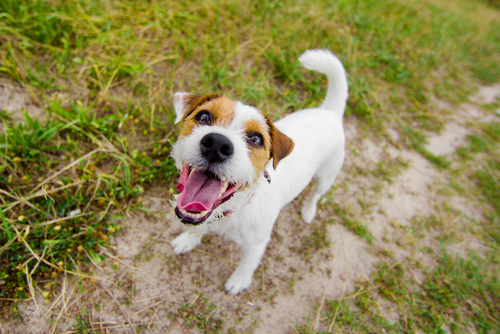 Jack Russell Terrier