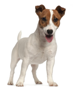 jack-russell-terrier1