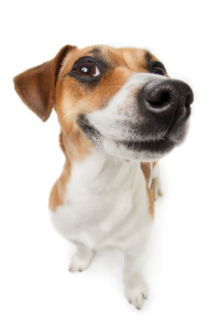 Jack Russell Terrier