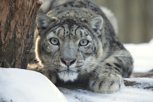 leopardo delle nevi