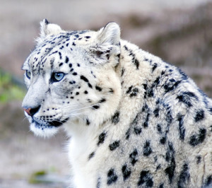 leopardo-delle-nevi-2