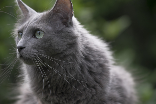 Nebelung