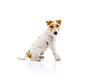 Jack Russell Terrier