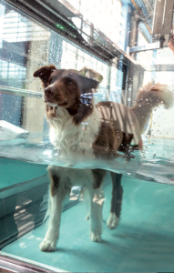 Personal trainer per il cane