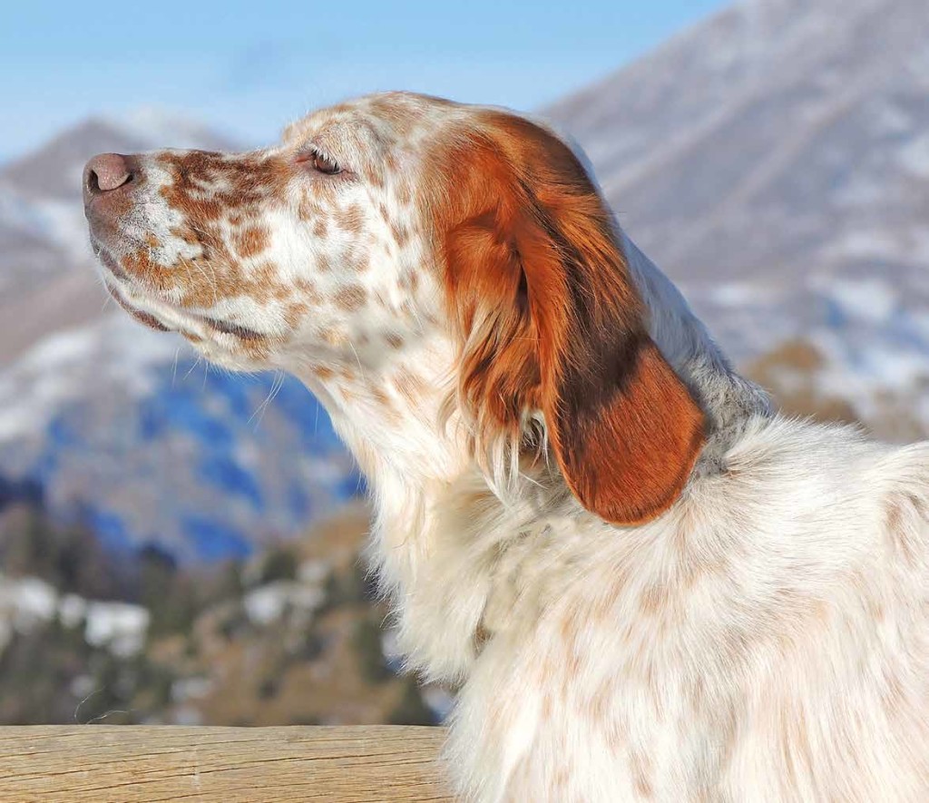 Setter inglese razza, carattere e caratteristiche fisiche Quattro Zampe