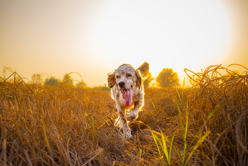 Setter Inglese