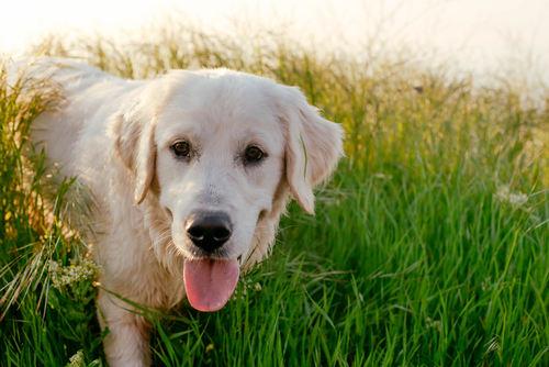 cane salva il padrone