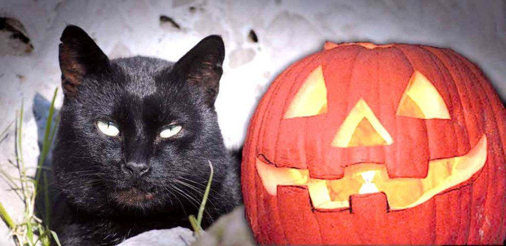Gatto nero: usi, costumi e falsi miti