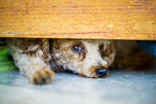 i cani sentono prima il terremoto