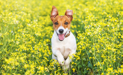 Jack Russell Terrier