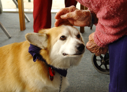 pet-therapy