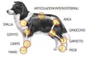 Articolazioni del cane