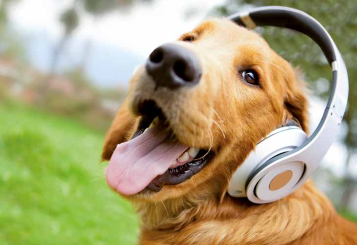 Cani e musica