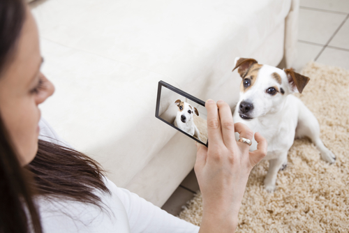 Fotografare cani e gatti