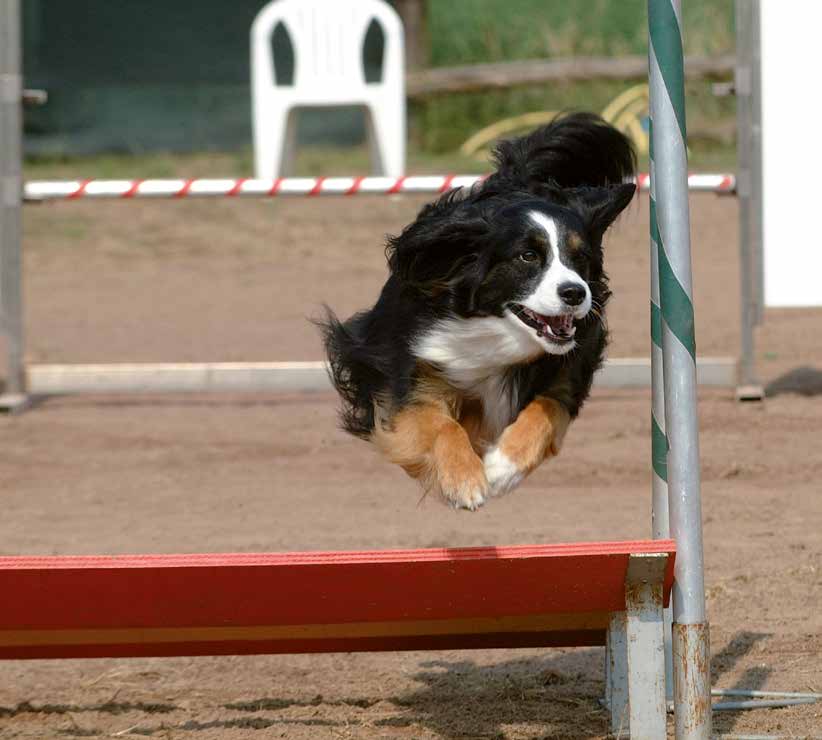 Gare di agility