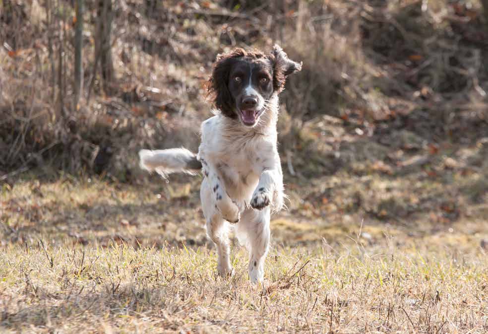 Giocare con il cane