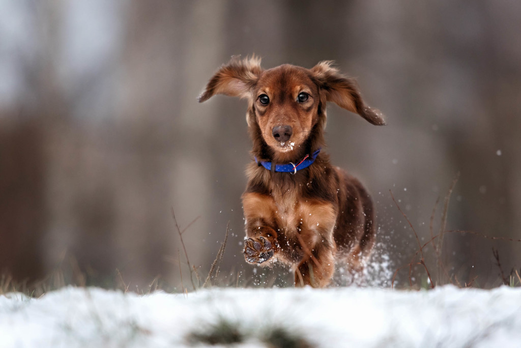 I cani soffrono il freddo: consigli e cibo per l'inverno