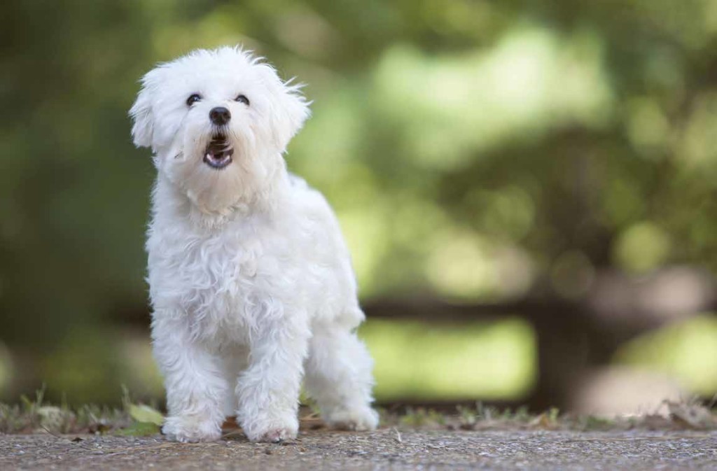 Maltese