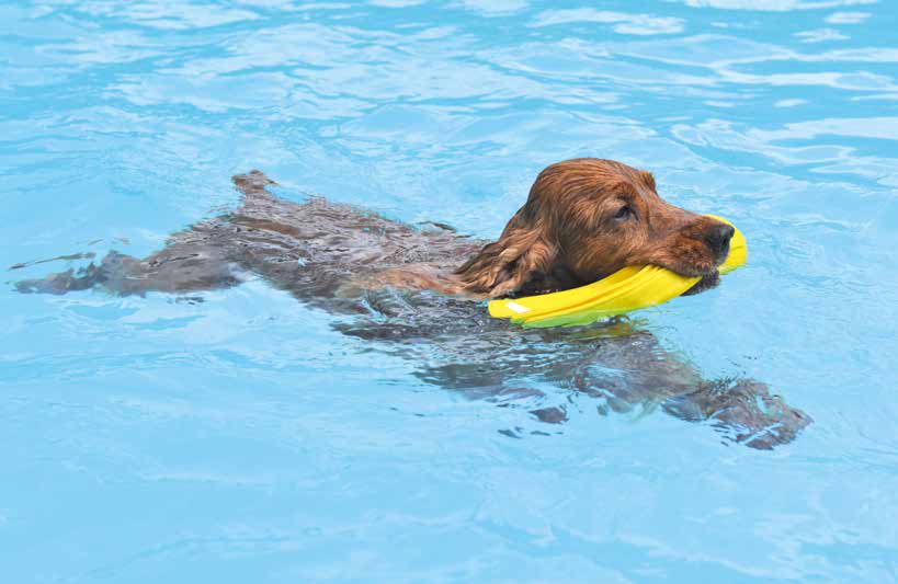 Nuoto per il cane