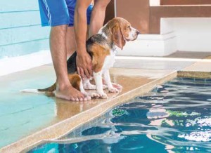 Nuoto per il cane