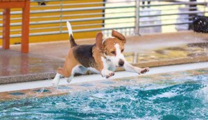 Nuoto per il cane