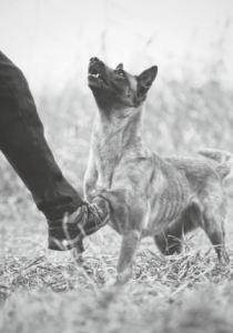 reati contro gli animali