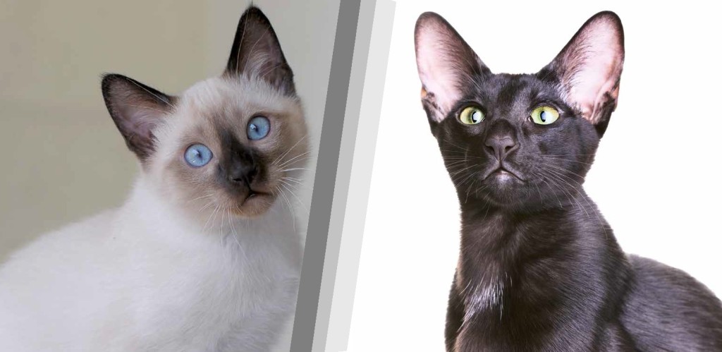 gatto siamese e gatto orientale