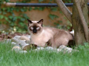 gatto siamese