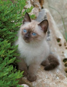 gatto siamese