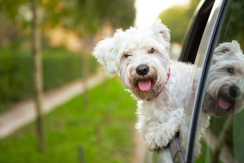 Maltese