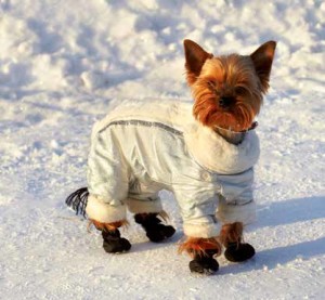 Animali in inverno