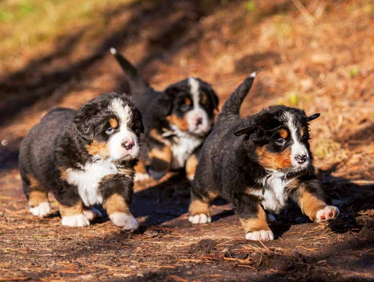 Bovaro del Bernese: