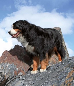 Bovaro del Bernese