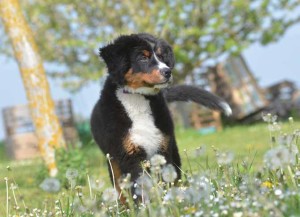 Bovaro del Bernese