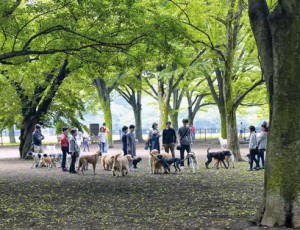Cani al parco