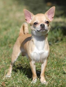 Chihuahua