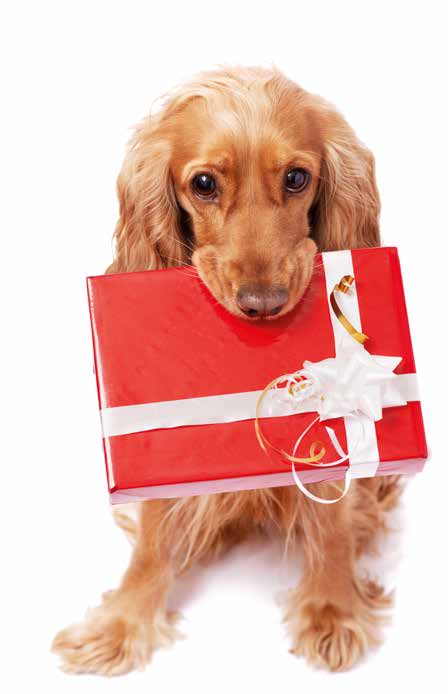 Idee regalo per cani