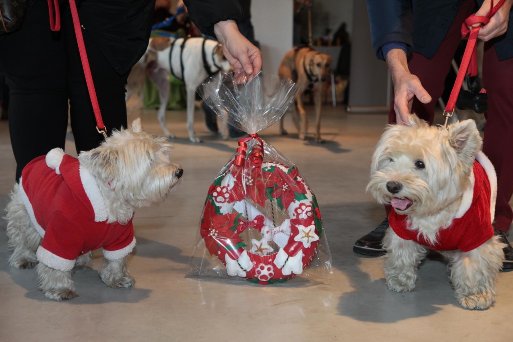 Natale per i cani