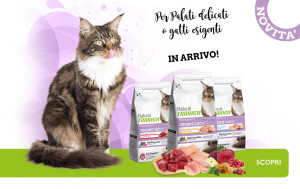 Quanto deve mangiare un gatto