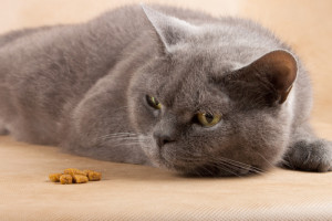 Quanto deve mangiare un gatto