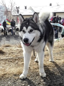 Alaskan Malamute