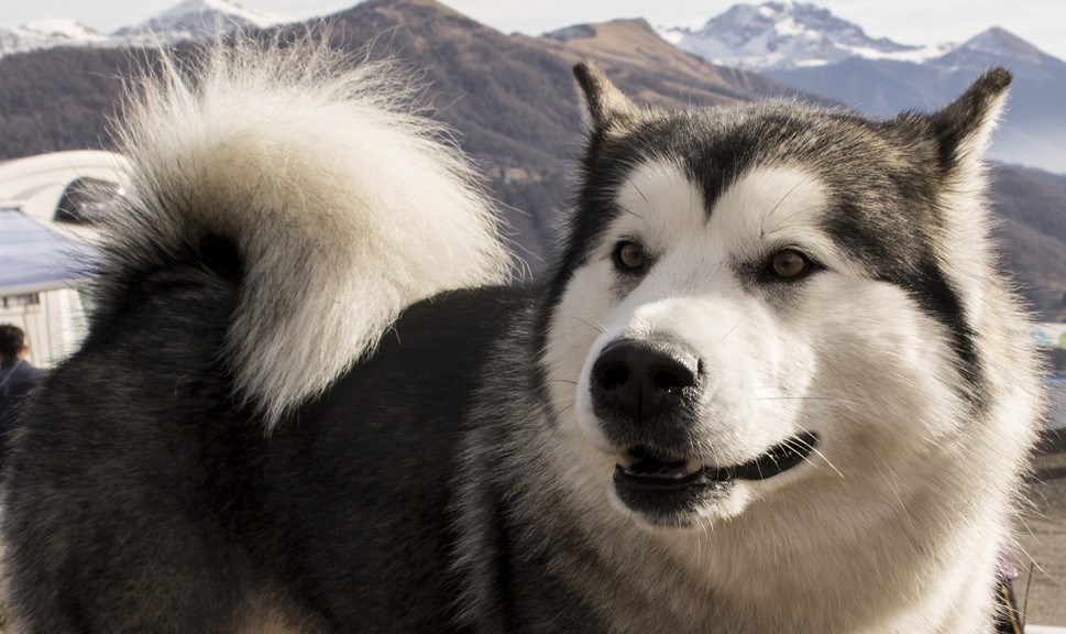 Alaskan Malamute