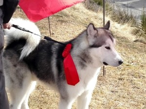 Alaskan Malamute