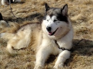 Alaskan Malamute