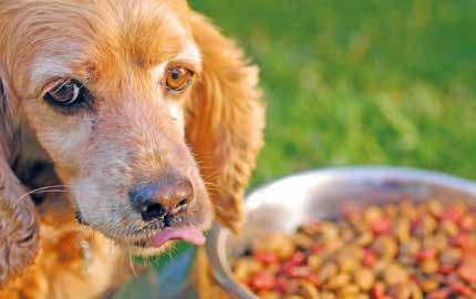 Alimentazione corretta per cane