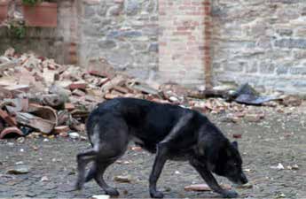 Animali e terremoto